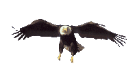 Aigles_4.gif