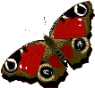 Papillons25.gif