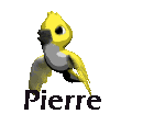 PierreOiseau.gif