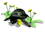 Turtle2D.gif