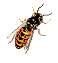 abeille_055.gif