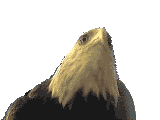 aigle_003.gif