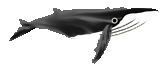baleines_007.gif