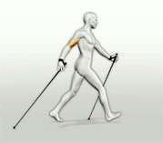ca0eaf0124nordic_walking_shema.gif