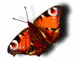 gifanimepapillon3gratuit.gif