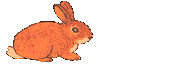 lapin_042.gif