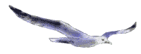 mouette_001.gif