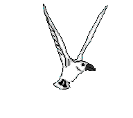 mouette_005.gif