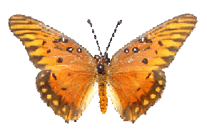 papillonor.gif
